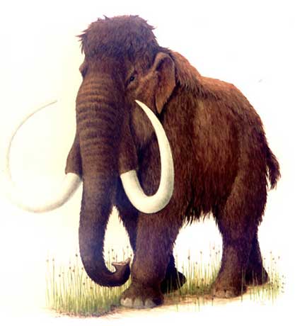 En Siberia hallan el primer mamut pelirrojo