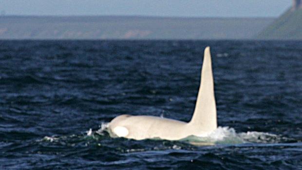 Hallan la primera orca albina