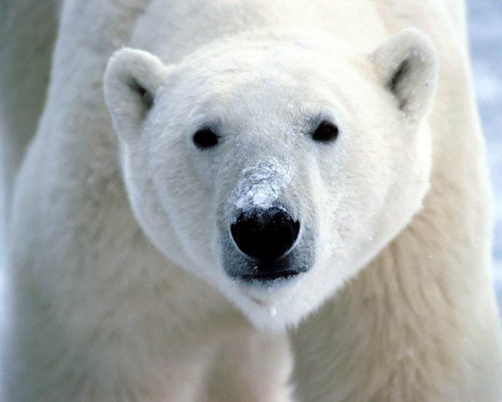 Osos polares son cinco veces más antiguos de lo pensado