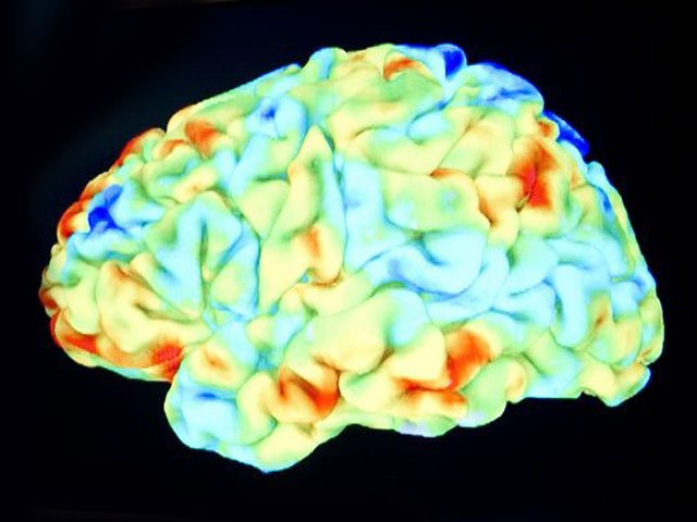 Descubren gen que determina nivel de inteligencia y tamaño del cerebro