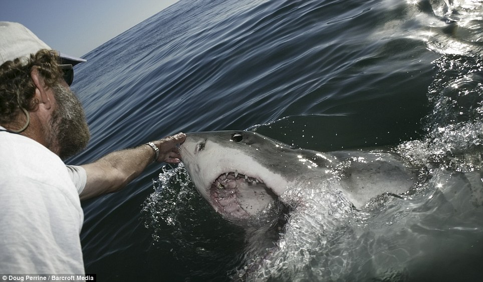 Hipnotizan tiburones blancos con solo tocarlos