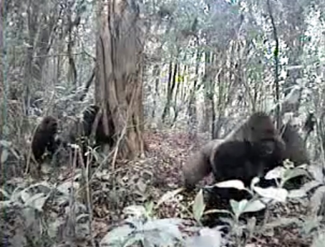 La especie de gorila más extraña del mundo fue grabada por primera vez [Video]