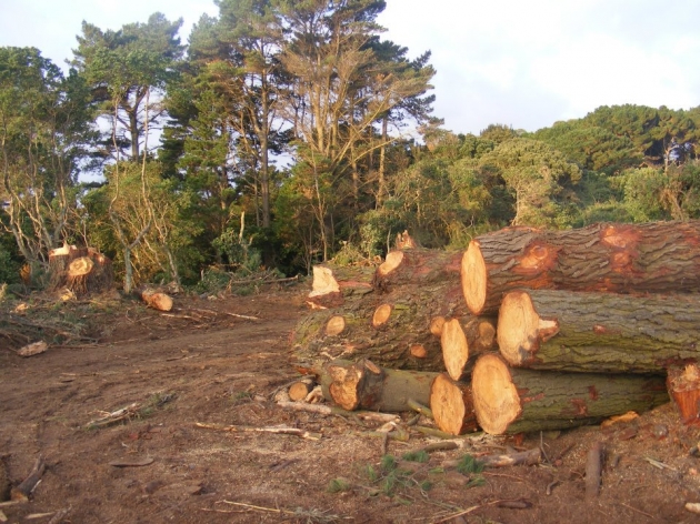 Imágenes revelan una impactante tala de árboles en Hualpén