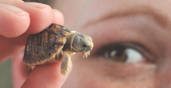 La tortuga egipcia más pequeña del mundo
