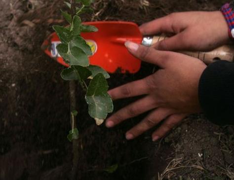 Se celebró el Día Mundial de la Plantación de Árboles