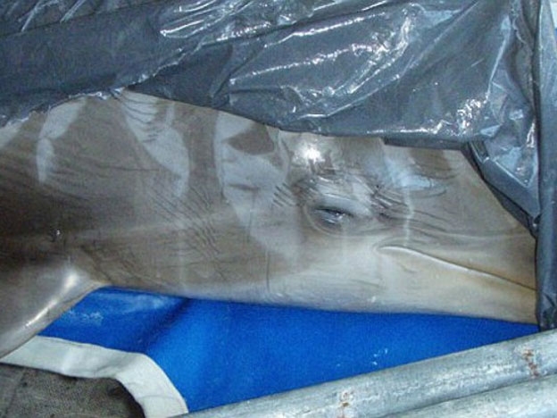 Sobredosis de heroína fue la causante de la muerte de delfines luego de rave en zoológico