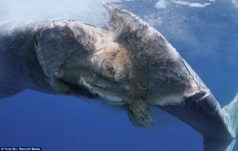 Tristes imágenes muestran como el cuerpo de una ballena es destruido por un barco