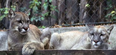 Chile: Nueva familia de pumas en Zoológico Metropolitano de Santiago