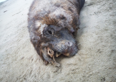 Chile: Se abre investigación a causa de la muerte de 30 lobos marinos