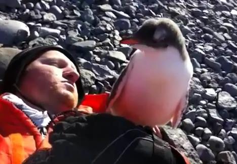 Reacción de pingüino bebé en contacto con el ser humano [Video]