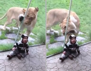 Leona trata de devorar a un bebé en zoológico de Portland [Video]