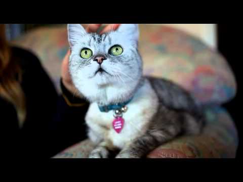 Smokey: El gato que bate récord mundial de ronroneo [Video]