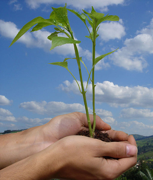 Celebración del Día Mundial del Medio Ambiente tiene como anfitrión a Brasil