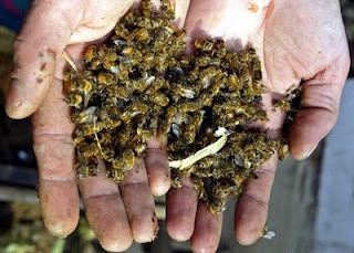 Las abejas están desapareciendo