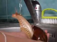 La maravillosa ducha de un caracol africano (VIDEO)