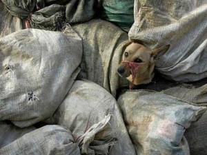 Preparativos de la Eurocopa 2012 en Ucrania: 80.000 perros asesinados