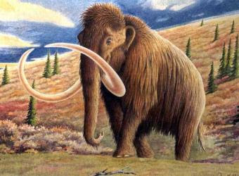 Científicos rusos y japoneses pretenden clonar mamut