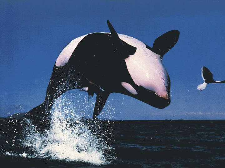 La orca ¿Asesina?