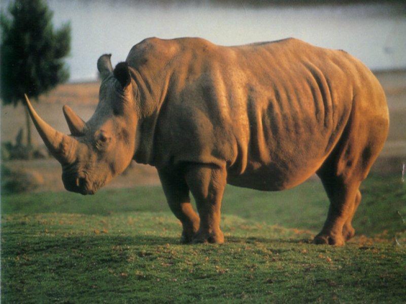El rinoceronte va camino a desaparecer en Sudáfrica para 2020 por la caza furtiva