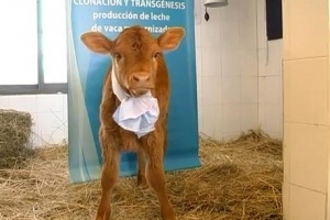 Argentina: Vaca clonada da leche similar a la materna humana