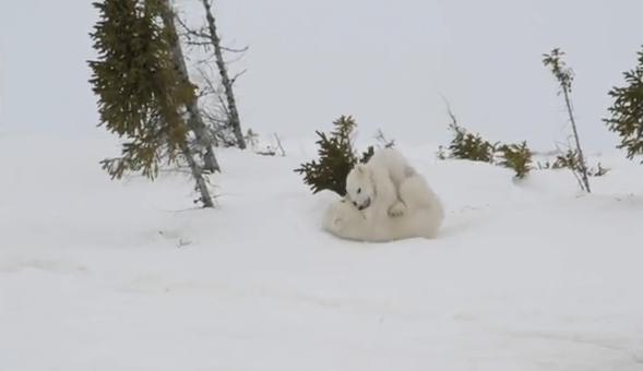 Tierna pelea entre pequeños osos polares es captada en video