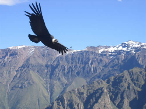 El vuelo del Cóndor