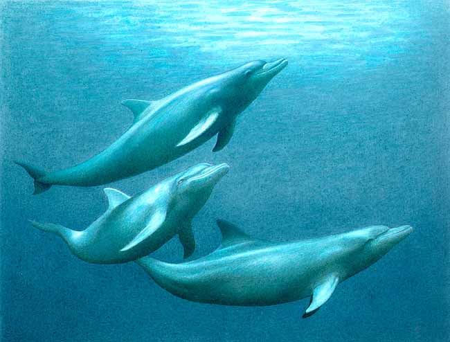 Delfines acumulan insecticidas en su organismo