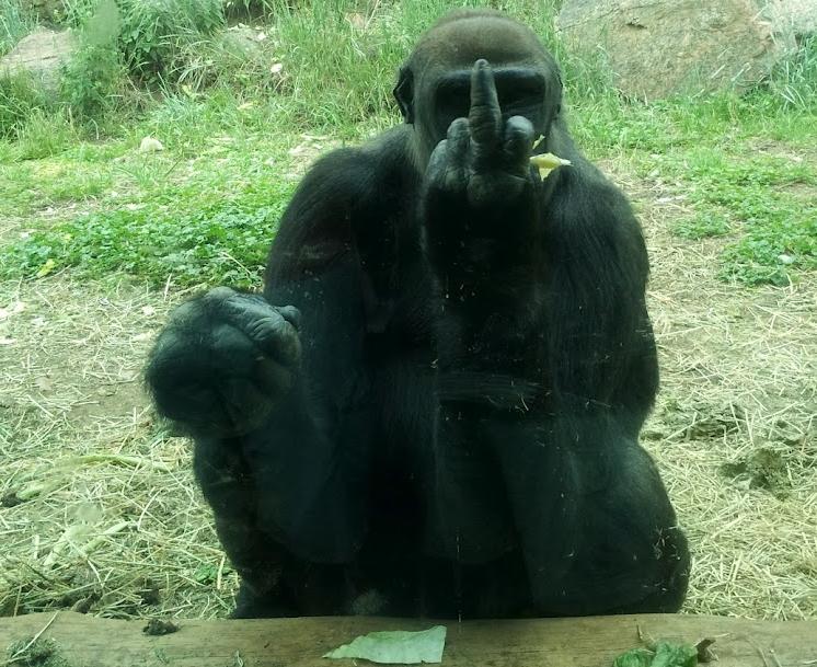 Gorila muestra el dedo medio a un fotógrafo [Fotos graciosas]