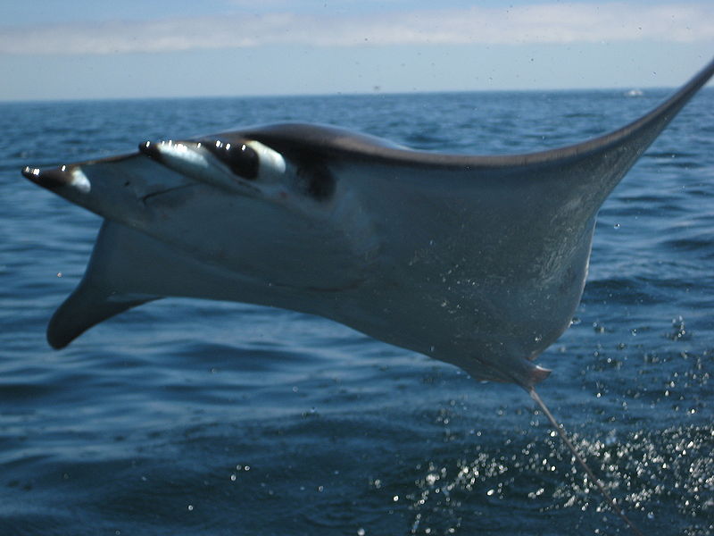 Mantarrayas voladoras(Video)