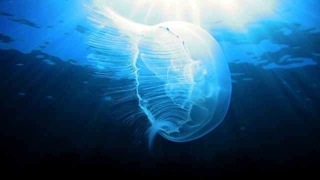 Crean medusas artificiales que funcionan con impulsos eléctricos