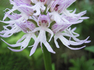Orchis italica: Flor con forma humana