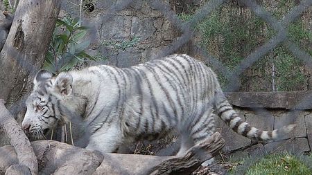 Tigre blanco atacó a funcionario del zoológico y fue sacrificado