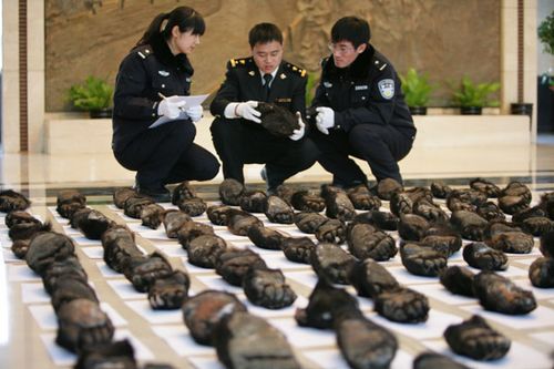 Patas de oso y huesos de león, la última moda de los traficantes