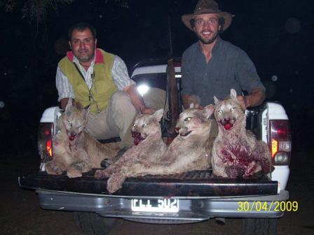 Denuncian a argentino por matanza de pumas en el sur de Chile
