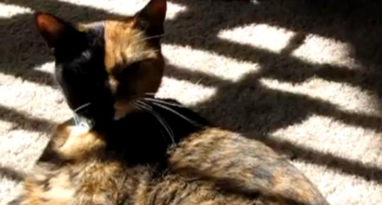 Una gata de cara mitad negro y mitad rubio causa sensación entre los cibernautas [VIDEO]