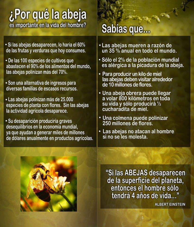 Disminución de abejas amenaza existencia de la humanidad