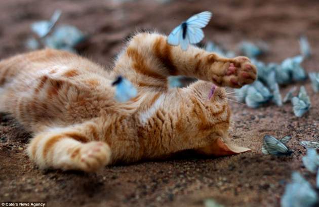Imágenes de calendario: Fotógrafa capta a su gato jugando con mariposas azules