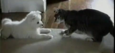Video tierno: Gato enseña a perrito a rodar de costado