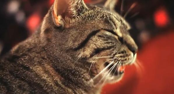 Gato rockero: Video muestra al felino tarareando tema de la banda Collective Soul