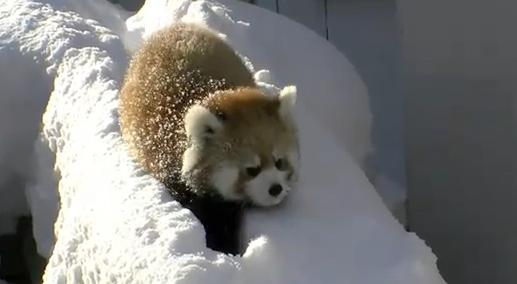 Osos pandas rojos juegan en la nieve [Video]