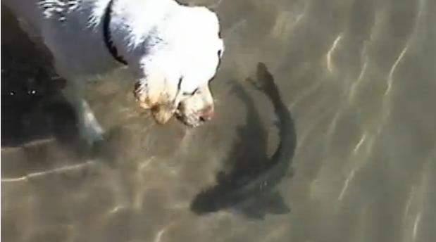 Video muestra amistad entre un pez y un perro labrador