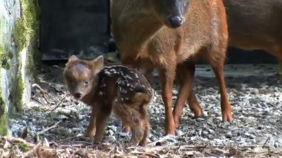 Video en Youtube muestra los primeros pasos de un pudú a un día de vida