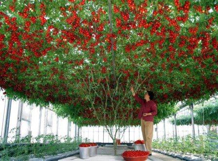 El árbol de tomates