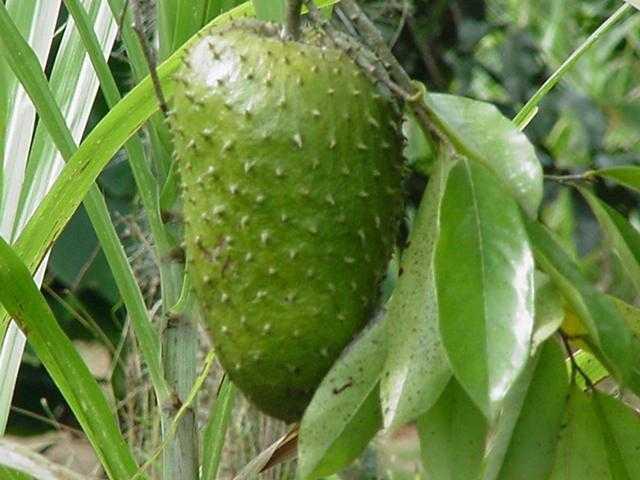 La fruta que promete curar el cáncer