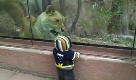 Video muestra como una leona intenta comer a un bebé pero algo se lo impide