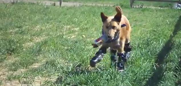 Conoce la historia de Naki’o, el perro que volvió a caminar luego de la amputación de sus 4 patas