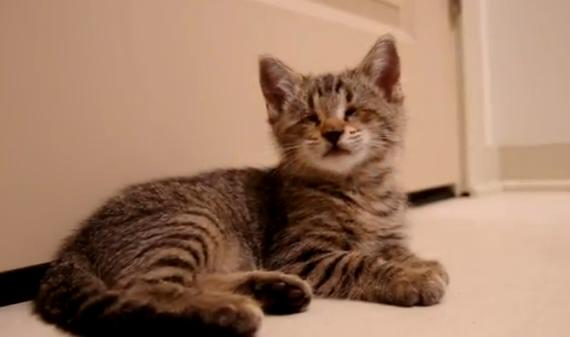 Esta es la historia de Oskar, el gatito ciego [Videos]