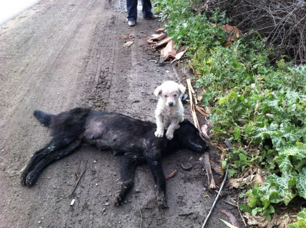 Conmovedoras imágenes muestran a cachorro cuidando de su madre atropellada