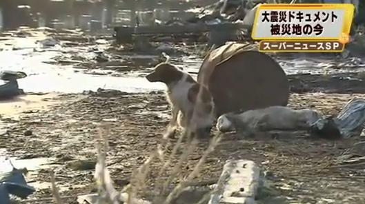 Conmovedor: Video muestra perro sobreviviente de tsunami en Japón cuidando a su amigo
