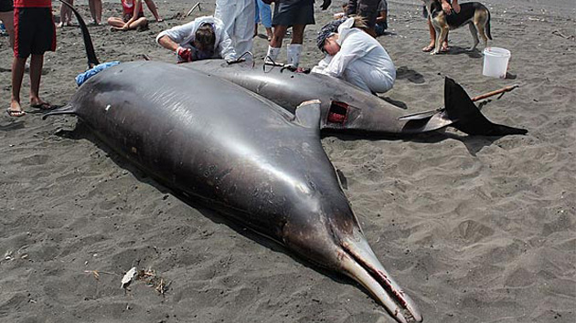 Nueva Zelanda: Identifican a la ballena más extraña